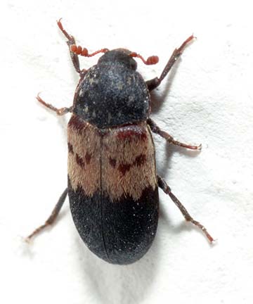 escarabajo-de-las-alfombras--dermestides.jpg