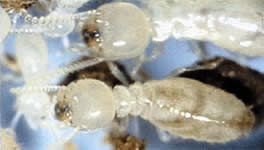 termita obrera